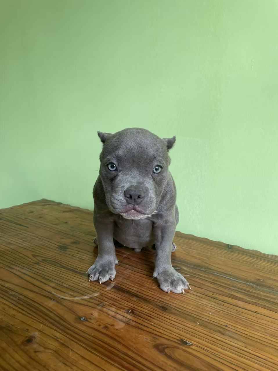 恶霸幼犬